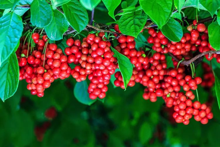 Schisandra Extract